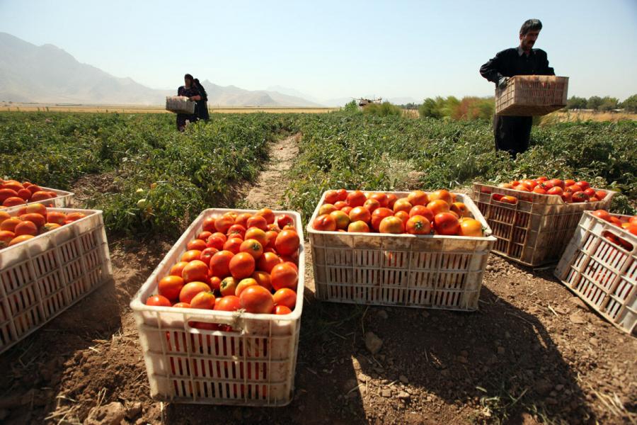 تولیدات کشاورزی کرمانشاه سال گذشته ۵۱۹ هزار تن رشد داشت