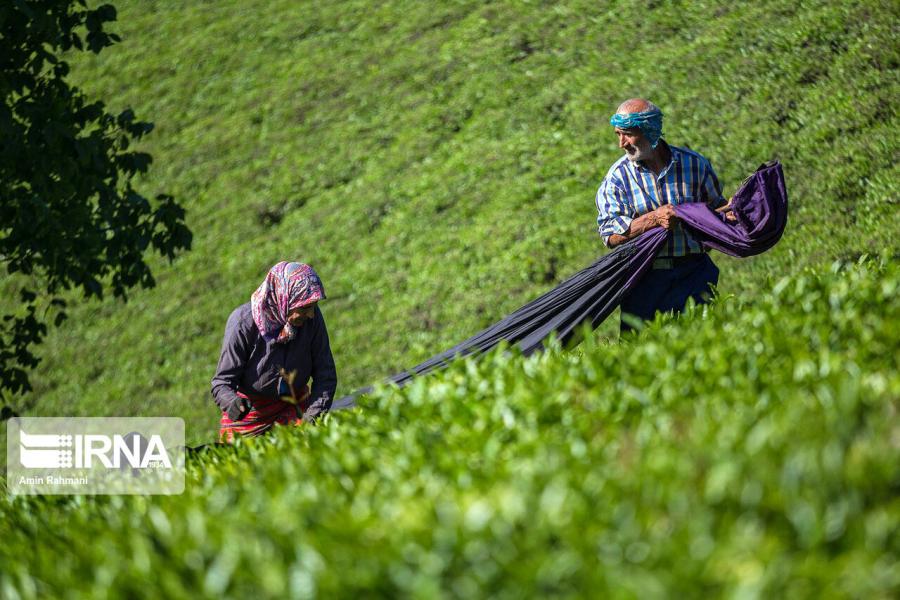 قمیت خرید تضمینی برگ سبز چای ۴۵ درصد افزایش یافت