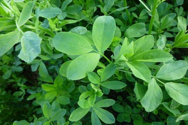 طرح تولید کیت شناسایی ۳۰ توده یونجه بومی اجرایی می شود