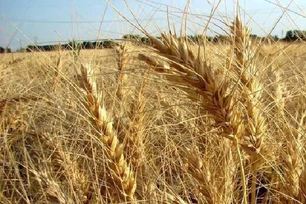 وضعیت مراکز خرید گندم در شهرستان گناوه بهبود می‌یابد