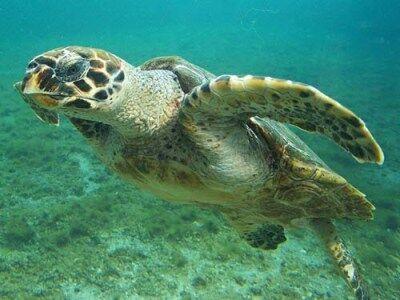 لانه ۹ لاکپشت پوزه عقابی در جزیره کیش مشاهده شد
