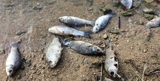 ماهی های &laquo;سیمره&raquo; گروهی در آب می میرند 