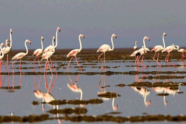 VIDEO: Bakhtegan Lake hosting migratory birds