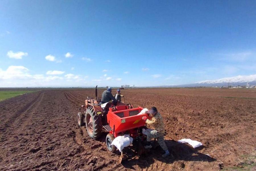 پیش‌بینی کشت سیب‌زمینی در ۱۹ هزار هکتار از اراضی زراعی استان اردبیل
