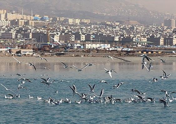 شناسایی و ثبت ٢١٠ گونه پرنده در شهر تهران