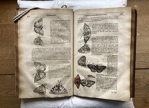 پروانه ۴۰۰ ساله در میان صفحات کتابی قدیمی کشف شد