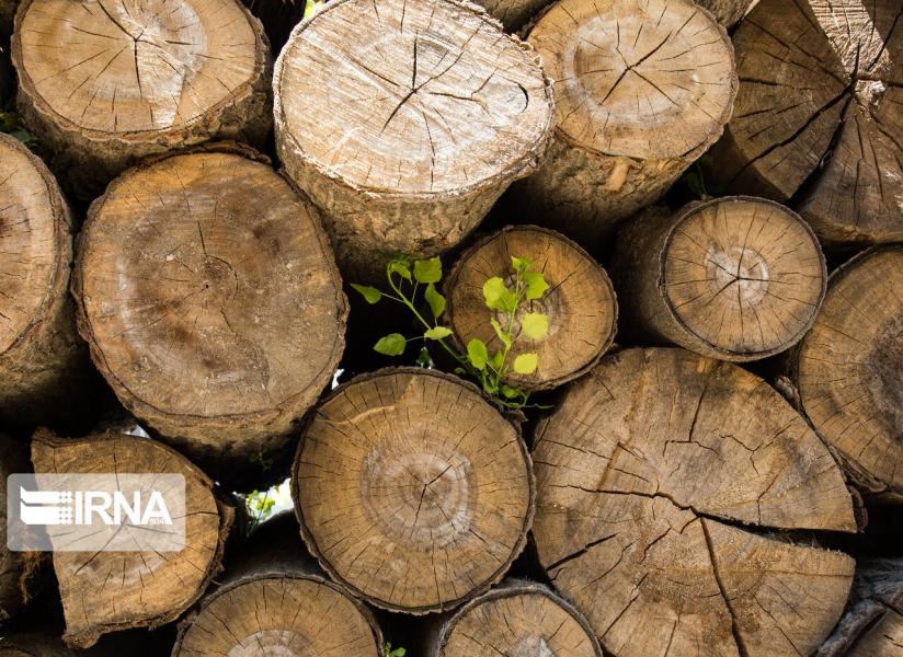 دستگیری اعضای باند موریانه‌های جنگل و خبرهای دیگر هفته گذشته گلستان