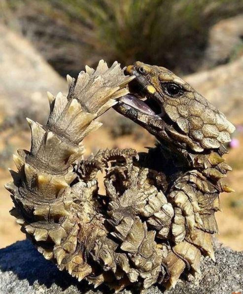 با عجیب‌ترین جانوران کره زمین آشنا شوید + تصاویر