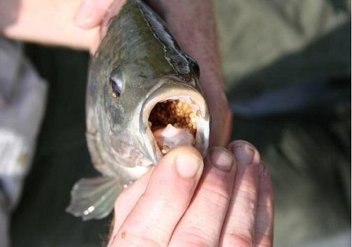 ماهی تیلاپیا؛ مقاوم در محیط یا داعشِ مهاجم؟/ کاسه چه کنم ماهیگیران و مسئولان