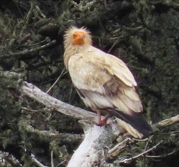 آفتابی‌شدن مرغ فرعون پس از ۱۵۰ سال در انگلیس + تصاویر