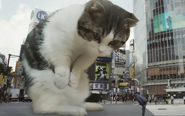 تبلیغات ژاپنی با گربه غول پیکر! + عکس
