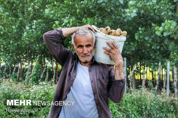 گنجِ خاکی گلستان به «آخور» رسید/ ۶ هزار تن سیب زمینی خوراک دام شد