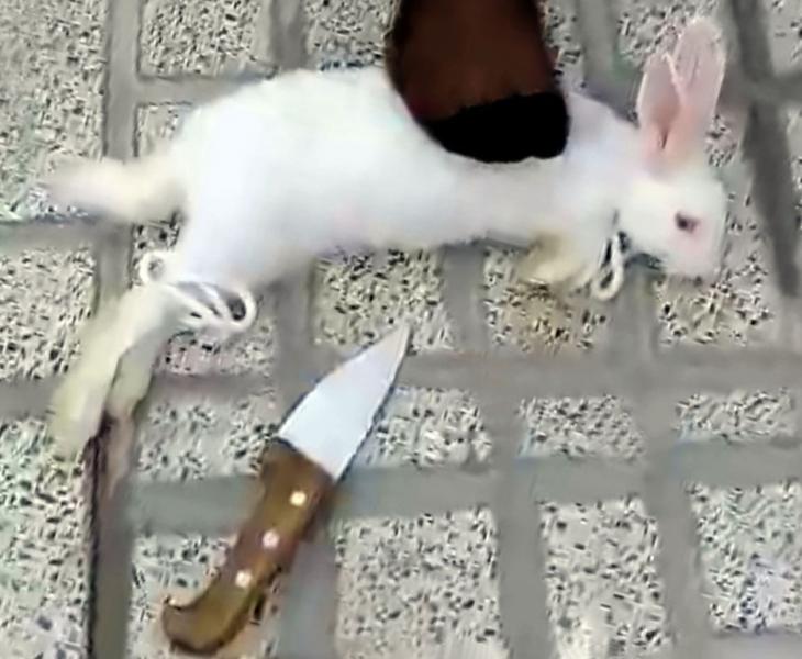 زنان سلاخ و ضبط فیلم حیوان‌کشی به سلیقه مشتری + عکس و فیلم دلخراش (۱۶+)