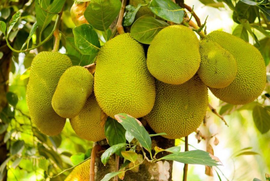 از انگور شکلاتی تا لیمو با محتوایی شبیه خاویار/ با عجیب‌ترین میوه‌های دنیا آشنا شوید + تصاویر