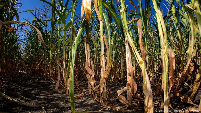 ساخت حسگری که نیاز گیاه به آب را تشخیص می‌دهد