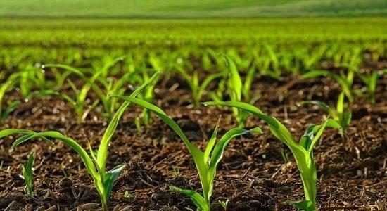استاد بازنشسته دانشگاه ارومیه موفق به تولید «بهبود دهنده‌های رشد گیاه» شد