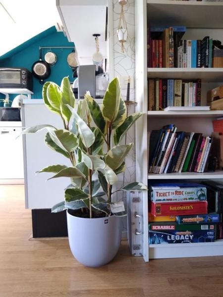 گیاهان آپارتمانی که هوا را خنک می کنند