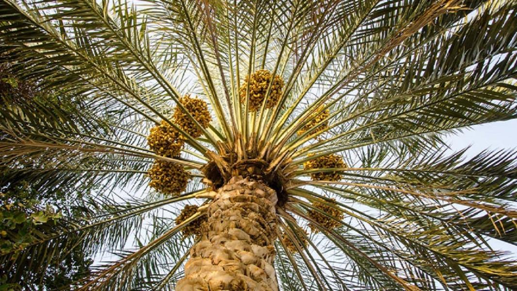 نذری عجیب مازندرانی ها در روز پایانی ماه صفر/ نمایی از جلوه گری ستاره ها در آسمان + فیلم و تصاویر