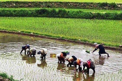 عباسی: برنج از شالی کار حدود ۳۵ - ۳۶ هزار تومان خریداری می‌شود