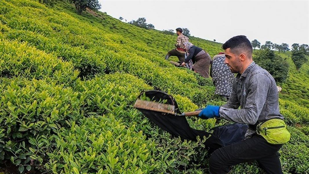 تصمیم کنیا برای راه‌اندازی کارخانه تولید ۱۰۰ هزار تن چای در ایران