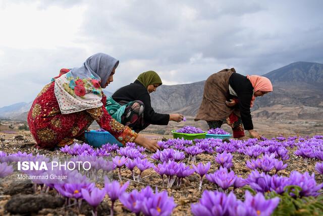 تهدید بازار زعفران ایرانی از سوی تازه به دوران رسیده‌ها!/ایجاد زنجیره تولید با دانش‌بنیان‌ها