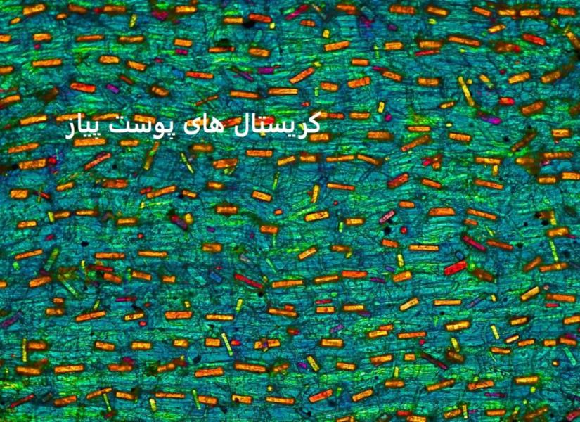 دنیای خیلی‌خیلی ریز در مسابقه عکاسی نیکون