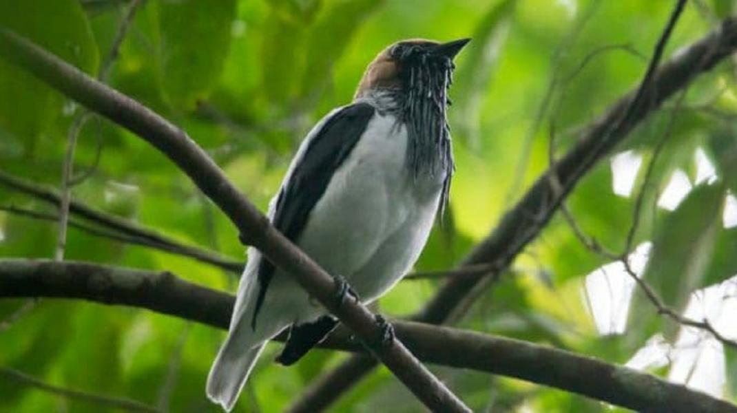 عجیب‌ترین جانوران جهان/ از پرنده‌هایی با صدای گاو و اره برقی تا آووکادوی عصبانی