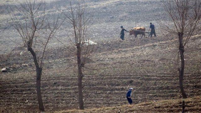 کره شمالی در آستانه زمستان با خطر قحطی مواجه است