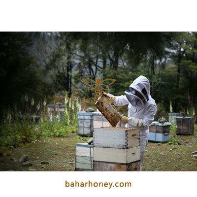 زمان تولید عسل