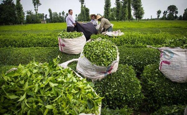 جهانساز: ۹۸ درصد مطالبات چایکاران پرداخت شد/ تولید ۱۳۷ هزار تن برگ سبز چای