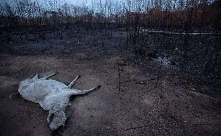 '۱۷ میلیون حیوان' در آتش‌سوزی‌های برزیل کشته شده‌اند