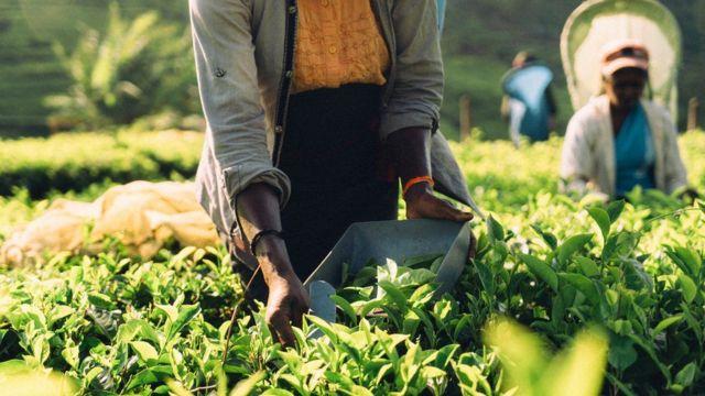 سریلانکا برای تسویه بدهی‌های نفتی 'هر ماه ۵ میلیون دلار چای به ایران می‌دهد'