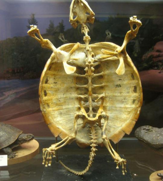 اسکلت لاک پشت دیده اید؟ /عکس