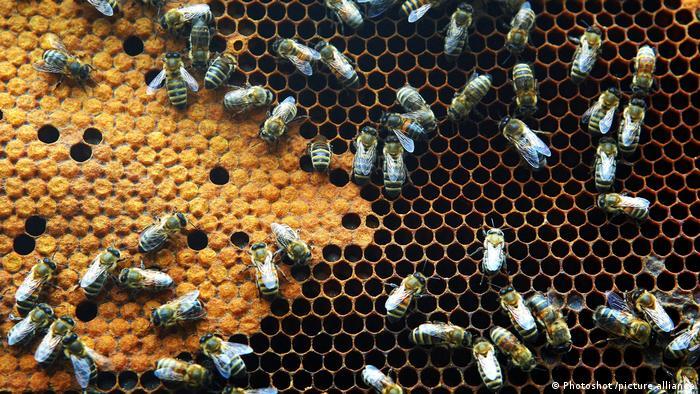 بیماری گسترده و کاهش چشمگیر جمعیت زنبور عسل در ایران