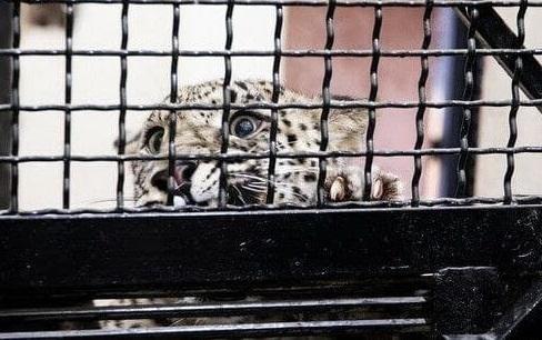 درمان برای «ماوی» نتیجه نداد