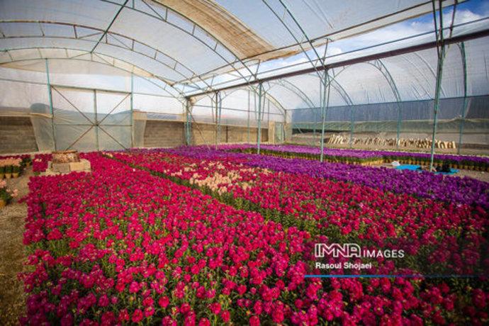 گل شب بوی نوروز‎‎