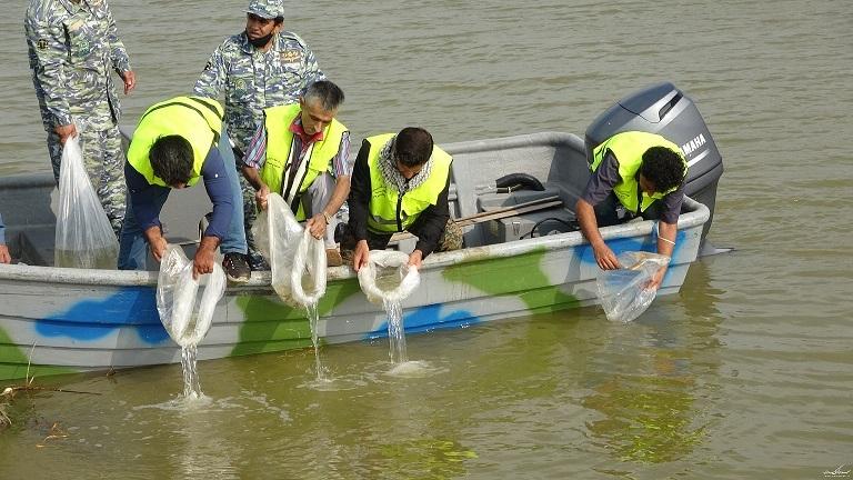 آزادسازی ۳۴۰۰ قطعه بچه ماهی خاویاری