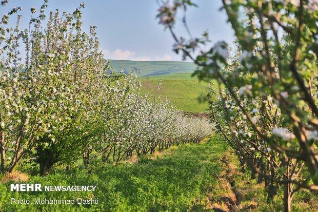 طبیعت زیبای بهاری روستای مرق از توابع شهرستان کاشان