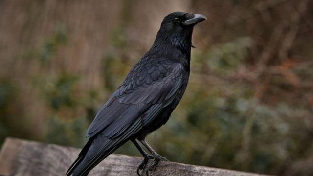 کلاغ‌های زباله‌جمع‌کن در سوئد و پرندگان با‌هوش دیگر