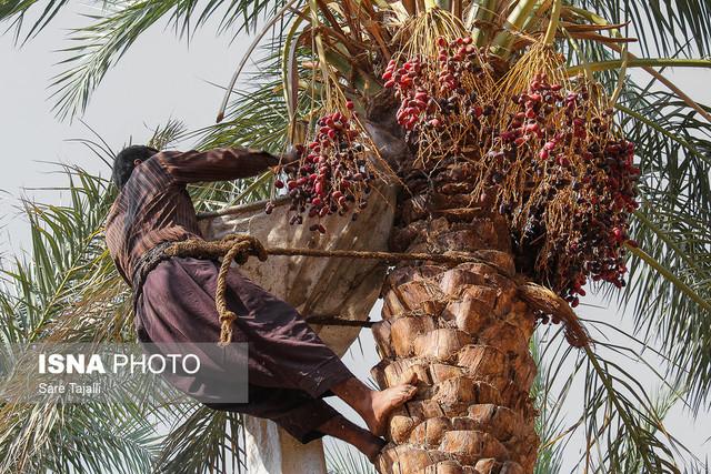 ۳۴ هزار هکتار از اراضی هرمزگان زیرکشت خرما