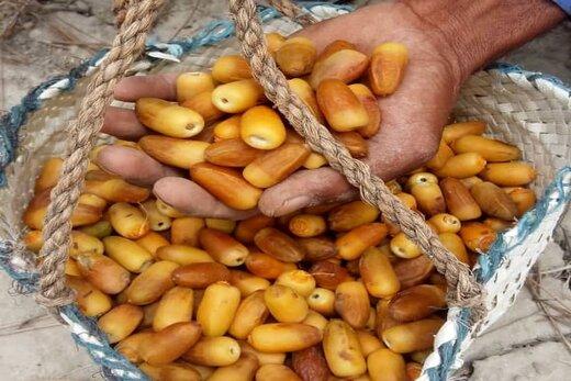 آغاز برداشت رطب نوبرانه از نخلستان‌های میناب