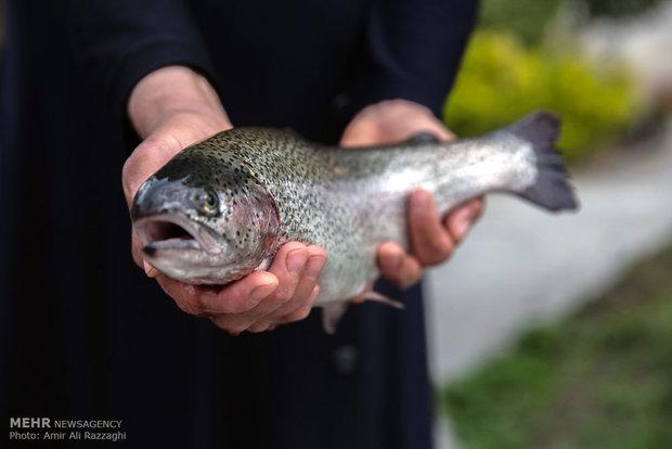 آبزیان کالای مکمل گوشت قرمز و مرغ در سبد خانوارهای کم‌درآمد