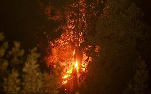 جزئیات حادثه حریق بوستان پردیسان تهران اعلام شد