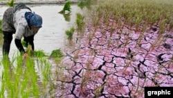کمبود آب شالیکاری در گیلان؛ برنج ایرانی هم از سفره‌ها پر می‌کشد