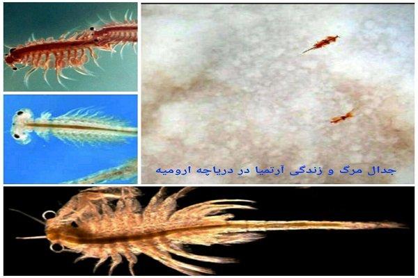 آرتمیابه شرایط بحرانی بازگشت/توقف زادآوری تنهاموجود دریاچه ارومیه