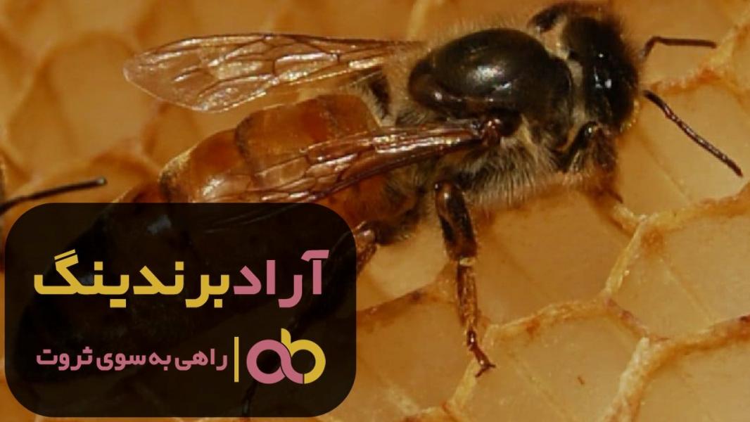 خرید زنبور عسل ملکه سیاه کرج