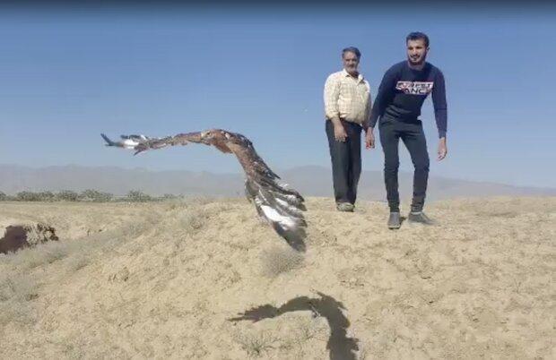 با کارگری و درآمد لبنیاتی، حیوانات را تیمار می‌کنیم!