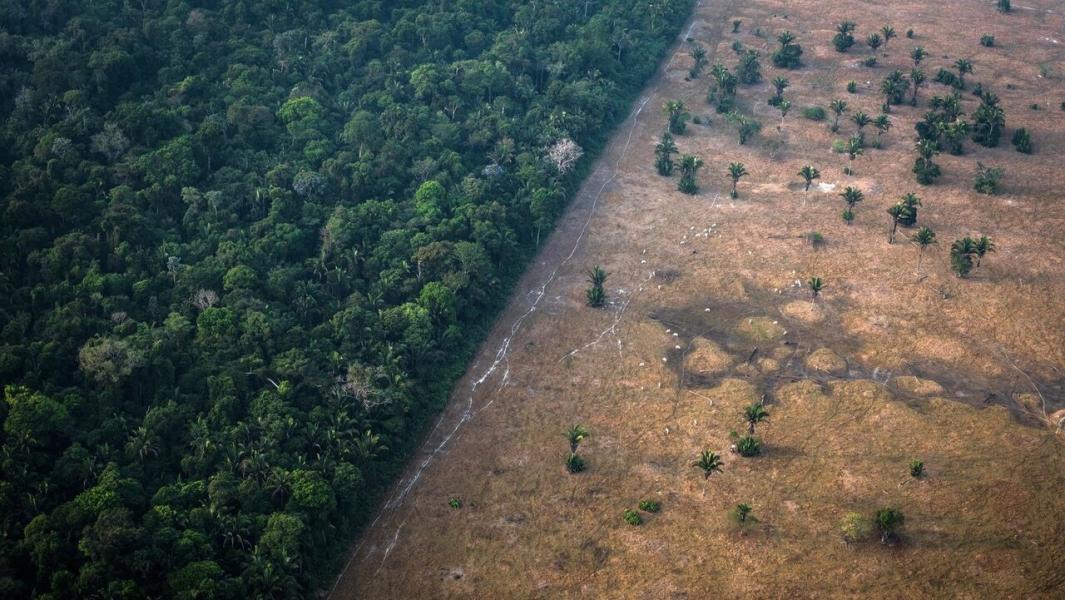 جنگل زدایی مدلی دیگر از غارت ثروت ملی 