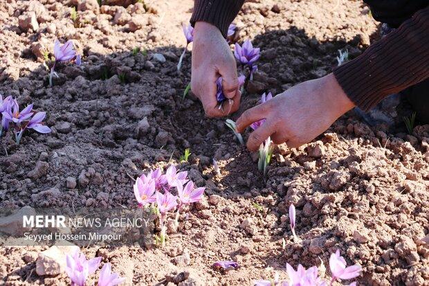 پیش بینی برداشت ۲۰ تن زعفران از مزارع شهرستان تربت حیدریه