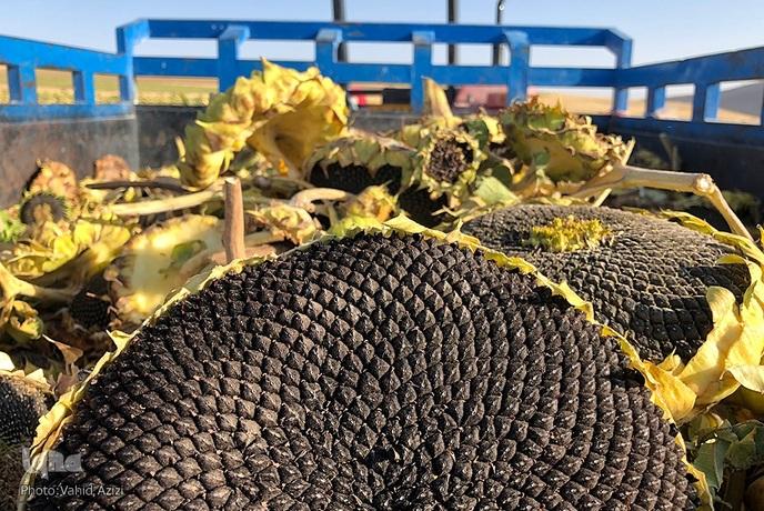 برداشت تخمه آفتابگردان از مزارع خراسان شمالی